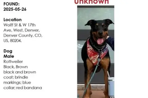 Found Rottweiler: Blue Collar, Red Bandana
