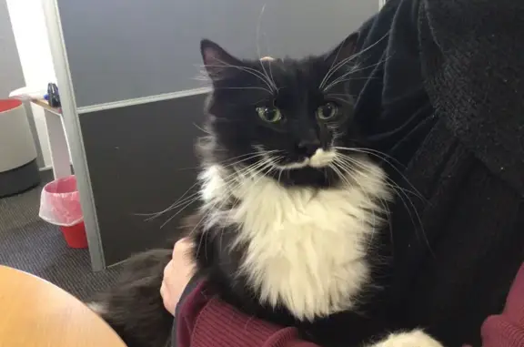 Found Tuxedo Cat Near School,...