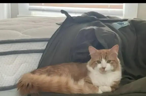 Friendly Fluffy Cat Missing on Pendleton St