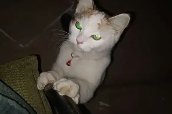 Found: Female Cat with Red Collar, Adelaide