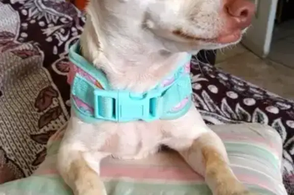 Lost Dog: Chispita, West Gardena Blvd