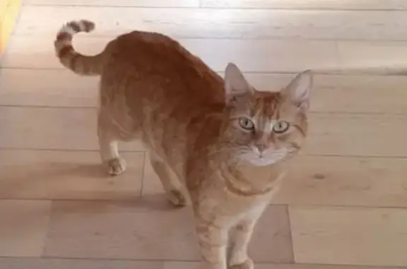 Chat mâle roux perdu à Annecy - photo