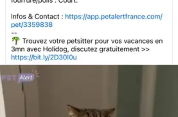 Animaux perdus , photo: Chat tigré perdu, récompense offerte