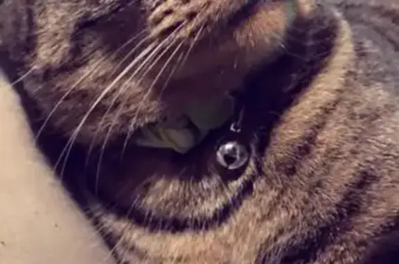 Chat perdu à Sauvigny-les-Bois : inquiétude - photo