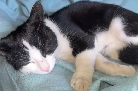 Chatte perdue à Richwiller, 7 mois - photo