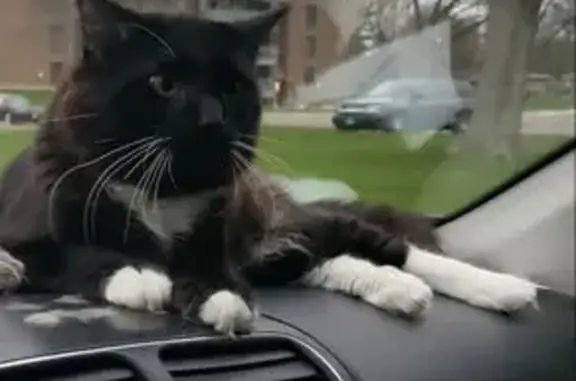Lost Black & White Cat on Hamline Ave