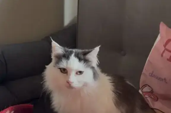 Lost Quiet Cat in Wyndham City