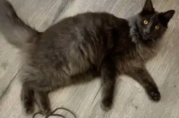 Lost Cat: Grey, Shy, Marion St, Wollondilly