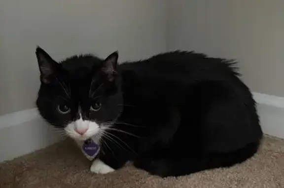 Found: Sweet Tuxedo Cat in Wilmington