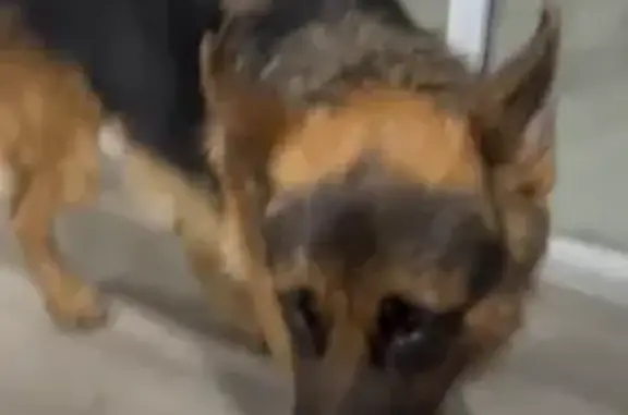 Friendly Lost Dog in Penrith, NSW