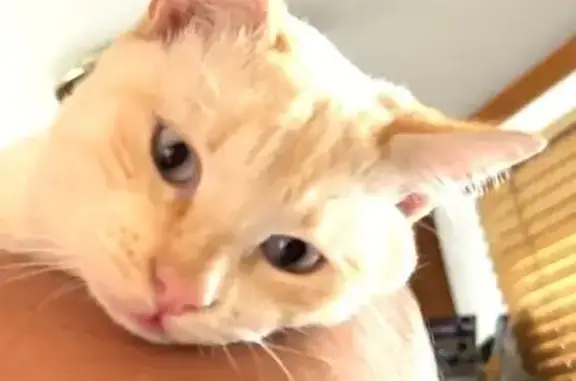 Chat perdu à Claira : Volvy, mâle blanc/roux - photo