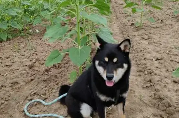 Chien perdu , photo : Shiba noir perdu à Taupo, harnais kaki