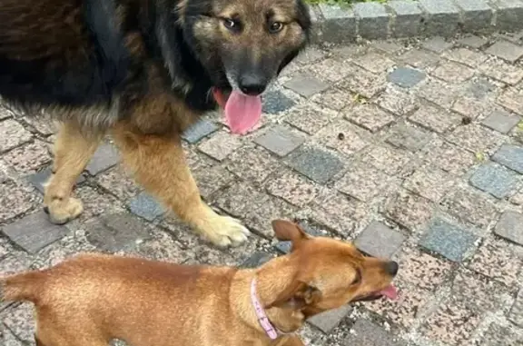 Deux chiens trouvés à Butry-sur-Oise - photo