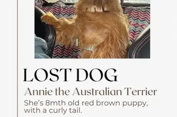 Lost 8-Month Red Brown Puppy - Wingecarribee