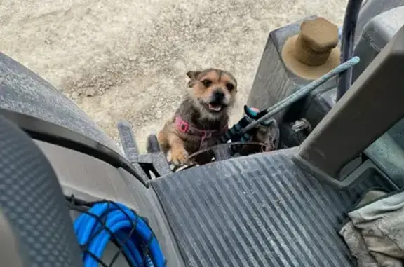 Perro Perdido en Lorca: Ayuda Urgente