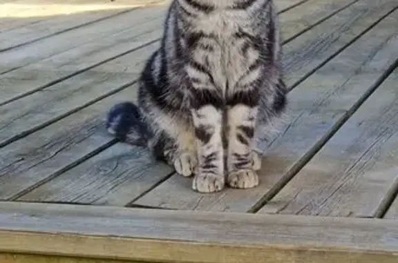 Animaux trouvés Reignier-Ésery, photo: Chat gris tigré perdu à Reignier-Ésery
