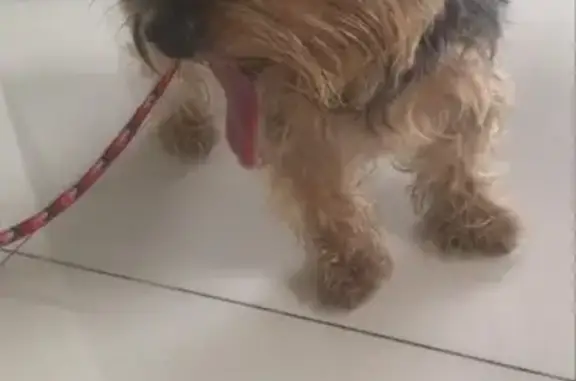 Lost Dog Found: Jalan Chengam, SG