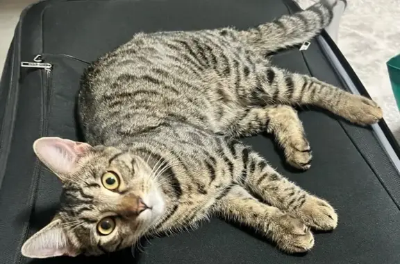 Lost Tabby Cat, 9 Months, Gosnells Area