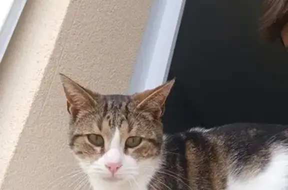 Chat perdu, Bignoux, photo: Chat perdu : Européen tigré blanc, Bignoux