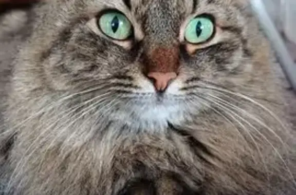 Chat perdu, Prigonrieux, photo: Perdu : Chatte Câline, écaille rousse