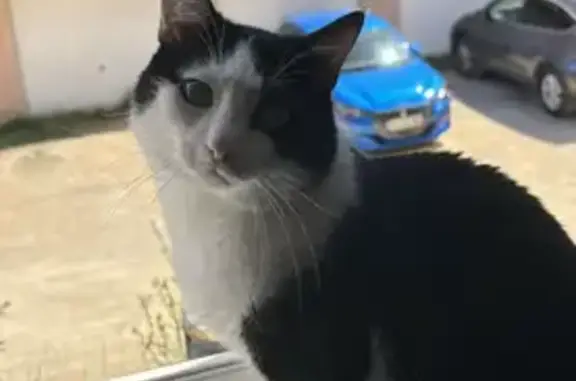 Chat noir et blanc perdu à Livron-sur-Drôme - photo