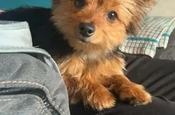 Lost Mini Yorkie on Shankill Rd - Help!