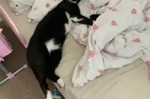 Chat mâle perdu, peureux, Rue Sorano 18 - photo