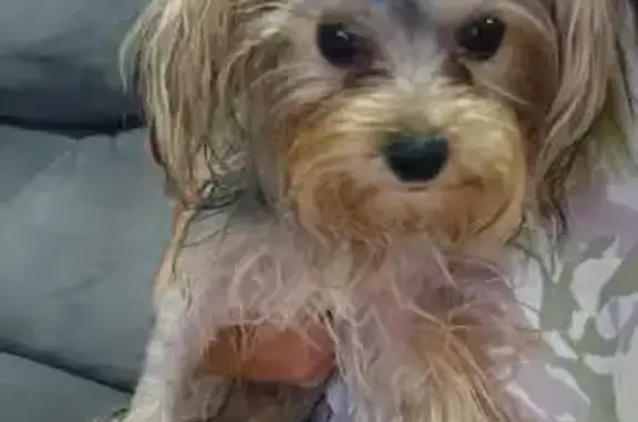 cachorro desaparecida
