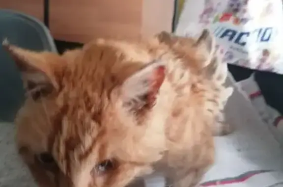 Chatte âgée trouvée à Vouillé - photo