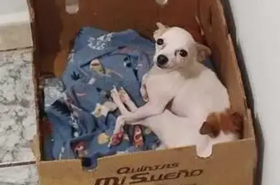 cachorro desaparecida