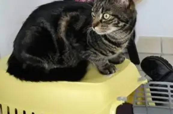 Animaux perdus Pussay, photo: Chat tigré sociable perdu à Pussay