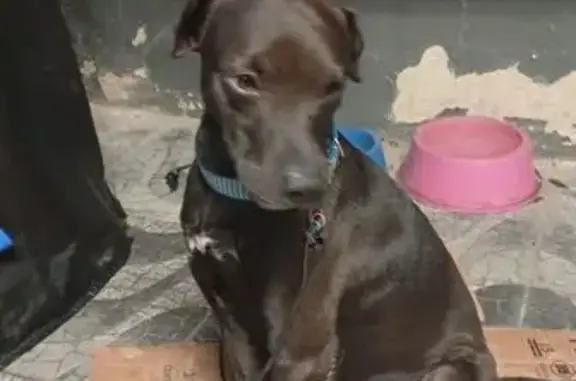 cachorro encontrada