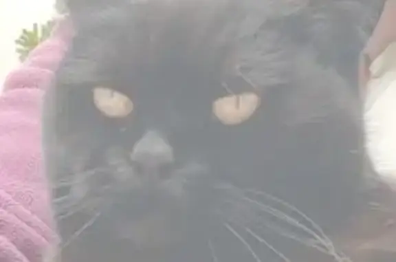 ¡Ayuda! Gata negra perdida en Las Torres
