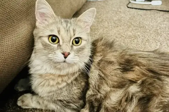Lost Cat: Grey/Brown, Bushy Tail in Raleigh