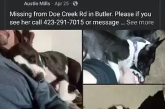 Lost Brindle Puppy: Destiny on Doe Creek