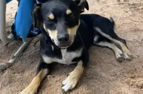 Friendly Lost Dog on Cannon Street