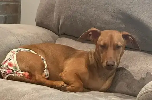 Lost Skittish Dog: Help Find Her!