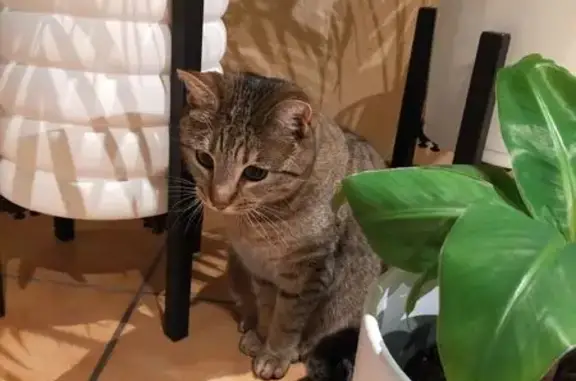 Animaux perdus , photo: Chatte perdue, Bohain : marron/beige, craintive