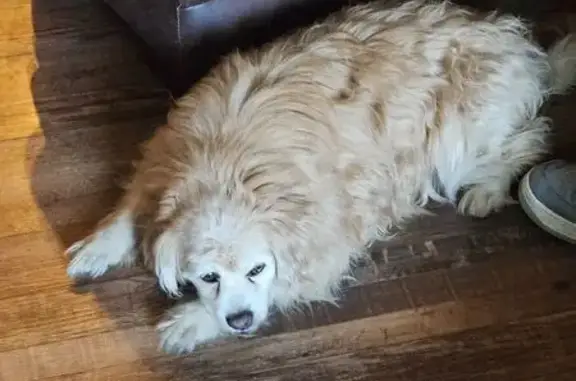 Found Golden Dog: Claim with Secret Trait