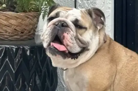 Lost English Bulldog on NW 33rd Ave