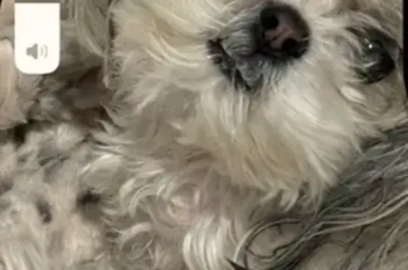 Lost Shih Tzu: White Female in Tolleson