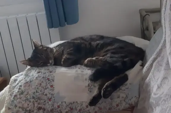 Animaux perdus Deyvillers, photo: Chat européen marron zébré perdu à Deyvillers