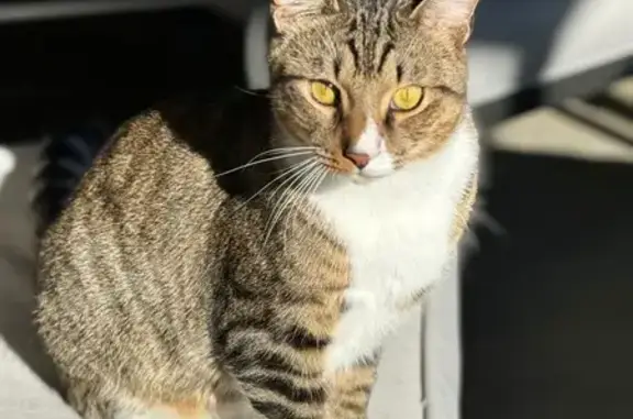 Lost Polydactyl Tabby on Pine Trace Ln