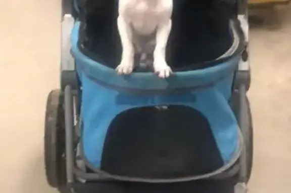 Lost Chihuahua in Superior, WI: Help!