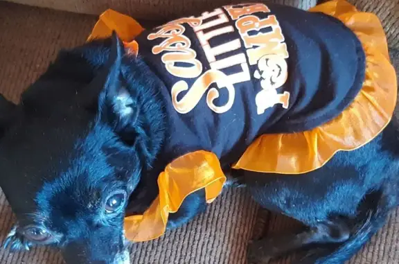 Lost 13-Year-Old Microchipped Dog - Hilo