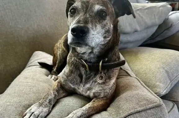 Lost Brindle Dog: Seen Near Alexandria, VA