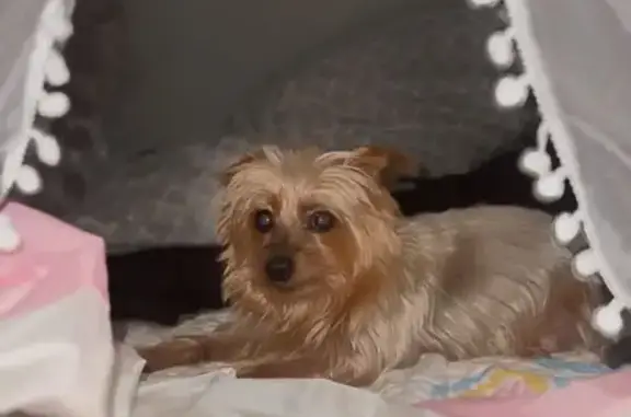 Lost Yorkie in Elk Grove - Beige & Grey