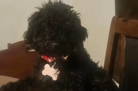Lost Black Poodle with Pink Collar