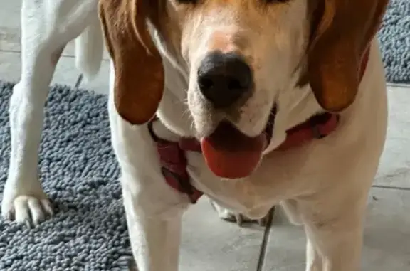 Found Senior Dog in Ypsilanti - Help Needed!