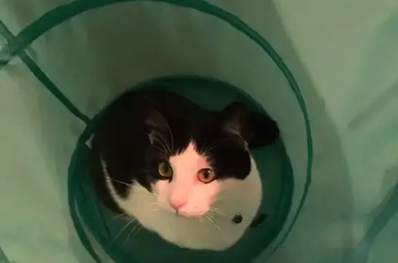 Lost Friendly Cat: Black & White, Falcon Dr